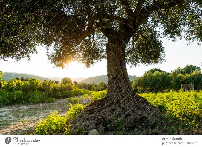 Olive tree against the light Calm Vacation & Travel Trip Adventure Far-off places Freedom Summer vacation Mountain Nature Landscape Cloudless sky