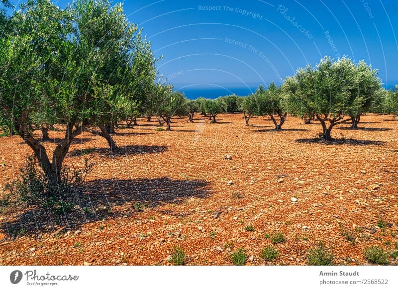 olive trees Vacation & Travel Summer vacation Environment Nature Landscape Earth Cloudless sky Climate change Beautiful weather Olive grove Ocean Gloomy Dry