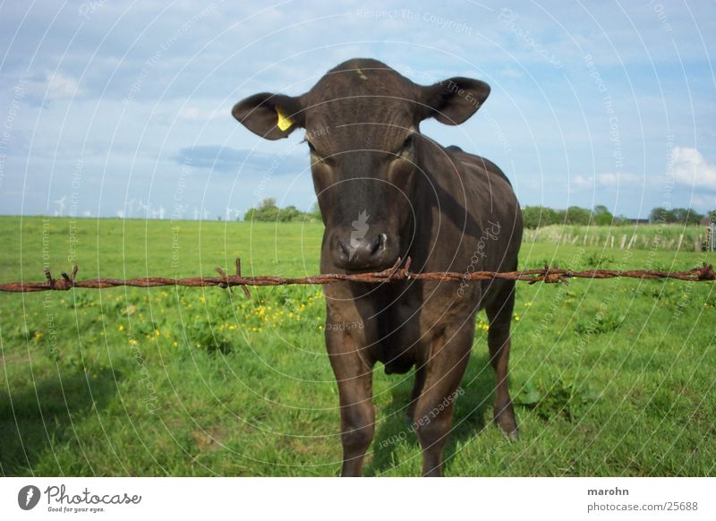 still curious cow Fence Cow Curiosity Grass Jug ears Nature Landscape Sky