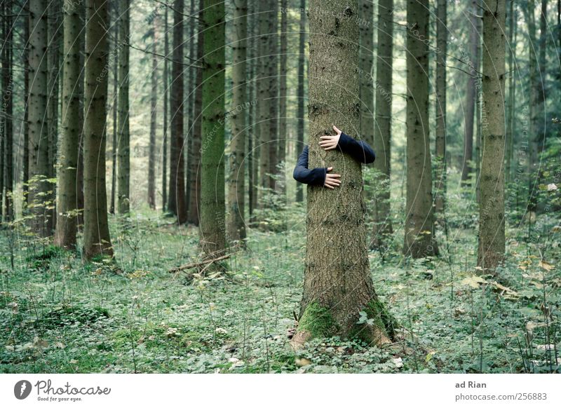 charity Human being Arm Hand Nature Autumn Tree Grass Forest Embrace Safety (feeling of) Colour photo Long shot Tree trunk Love of nature