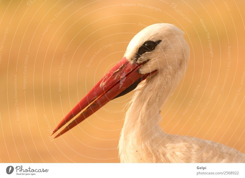 Portrait of a elegant stork on a natural background Elegant Beautiful Freedom Couple Adults Nature Animal Wind Flower Grass Bird Flying Long Wild Blue Green Red