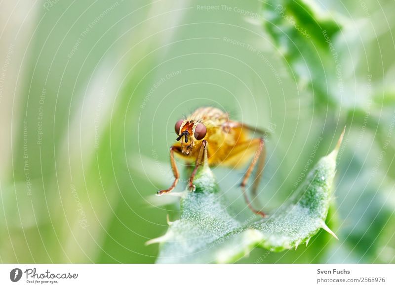Hoverfly (Syrphidae) on one leaf Beautiful Summer Garden Nature Plant Animal Flower Leaf Yellow Green Red Hover fly Insect eyes Fly syrphids Wild