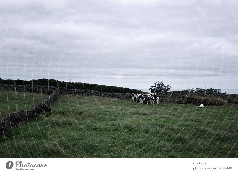 through the wild cow.distan Landscape Clouds Summer Bad weather Grass Pet Cow Group of animals Herd Stone Threat Gray Green Wall (barrier) graze To feed