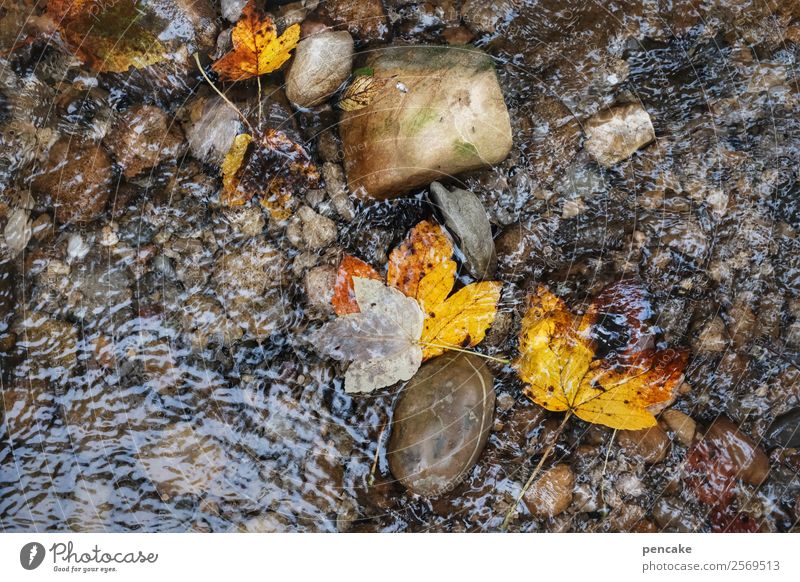 watercolours Elements Earth Sand Water Autumn Leaf Forest River bank Stone Authentic Movement Loneliness Peace Life Nature Calm Change Autumn leaves