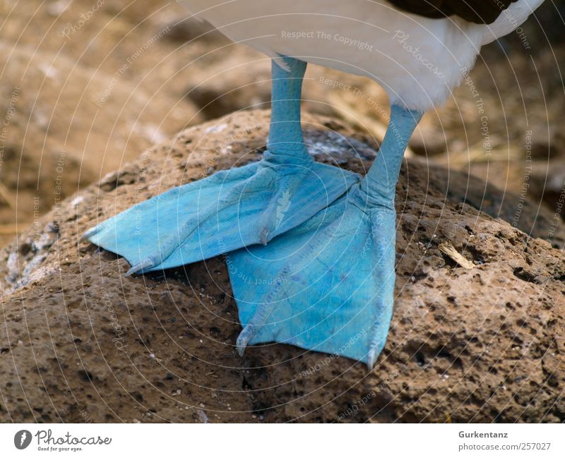 cold feet Nature Wild animal Bird Freeze Cool (slang) Cold Blue Colour Beautiful Ecuador Galapagos islands blue-footed-booby Boobies Blue-footed Booby Webbing