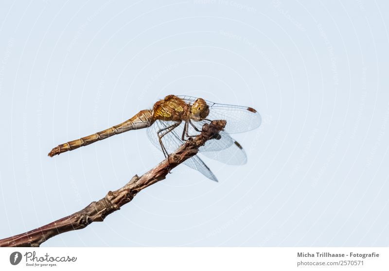 Dragonfly on the branch Nature Animal Sky Cloudless sky Sun Sunlight Beautiful weather Tree Branch Twigs and branches Wild animal Animal face Wing
