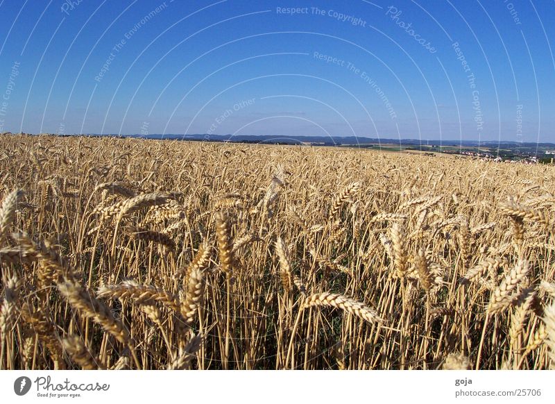 wheat field in summer Wheat Field Summer Nature Sky Grain