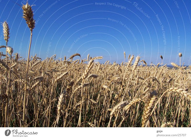 Wheat field in summer Summer Field Mountain Freedom Sun Sky