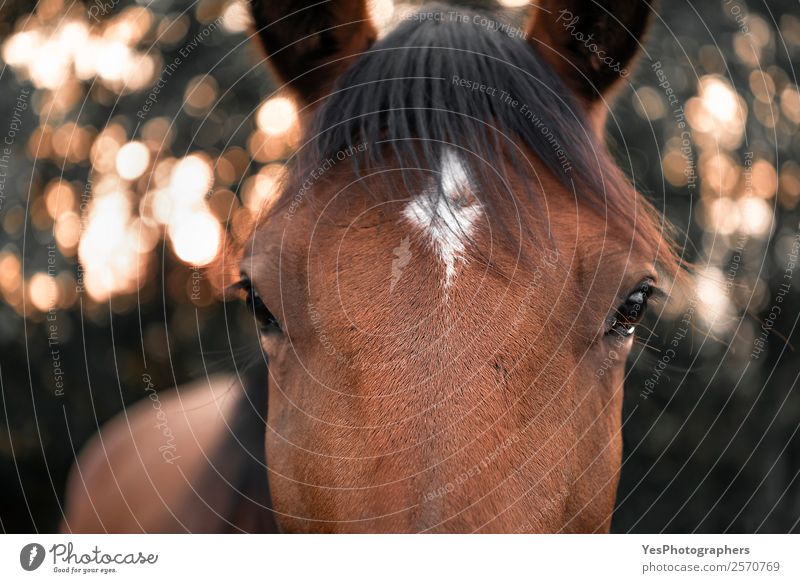 Horse looking straight at the camera Nature Animal Piercing Farm animal Animal face 1 Friendliness Funny Cute Brown Emotions Emphasis Chestnut attentive