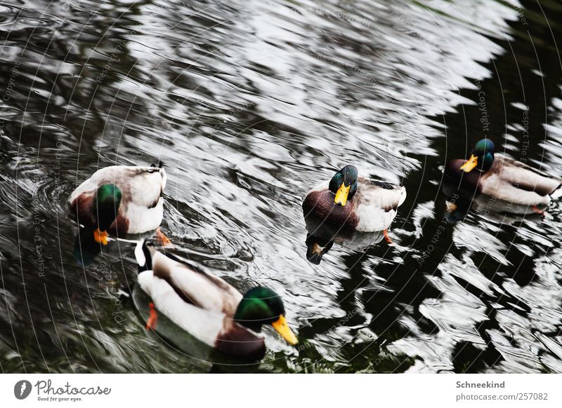 ducks Nature Water Lakeside River bank Animal Wild animal 4 Group of animals Swimming & Bathing Duck Beak Waves Pack Feather Colour photo Exterior shot Deserted
