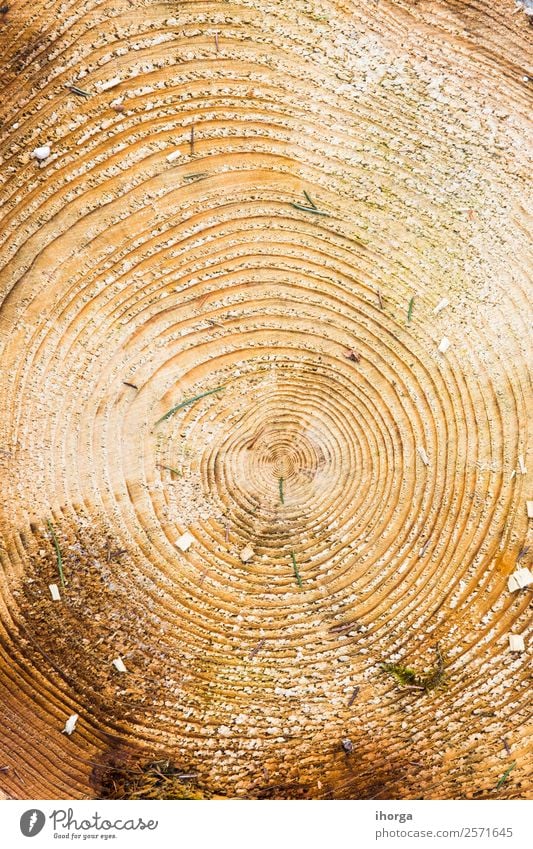 Wood texture with tree rings (growth rings) Life Industry Saw Nature Plant Tree Forest Ring Old Growth Historic Natural Brown Age Concentric Cut Grunge Log