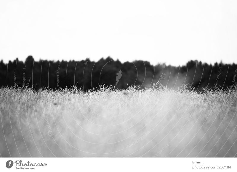 from flying Nature Landscape Grain Field Forest Simple Sustainability Natural Calm Pure Black & white photo Exterior shot Deserted Copy Space top