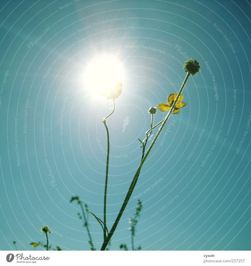 Sunflower ;-) Nature Plant Air Sky Cloudless sky Sunlight Spring Summer Beautiful weather Flower Blossom Bright Flashy Illuminate Electricity Solar Power Lamp
