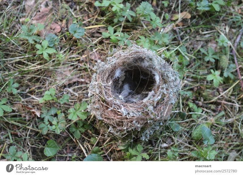 bird's nest Nest breeding period Empty Fallen Feather House (Residential Structure) House building Detached house Apartment house Bird Downy feather Branch Twig