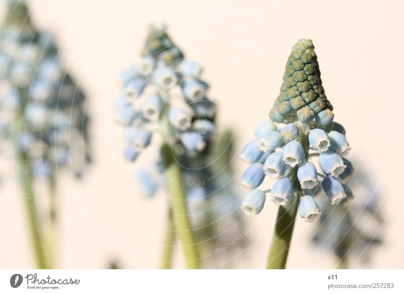 Spring will come! Environment Nature Plant Flower Blossom Wild plant Pot plant Muscari Garden Park Blossoming Fragrance Faded To dry up Growth Esthetic