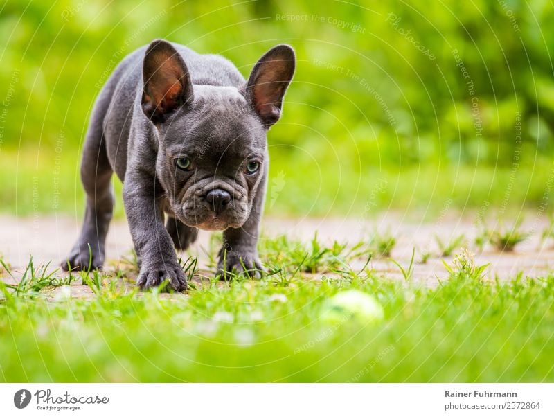 a young french bulldog is standing in a garden in front of a green background Meadow Animal Pet Dog family dog Bulldog 1 Observe Playing Fresh Healthy Sympathy