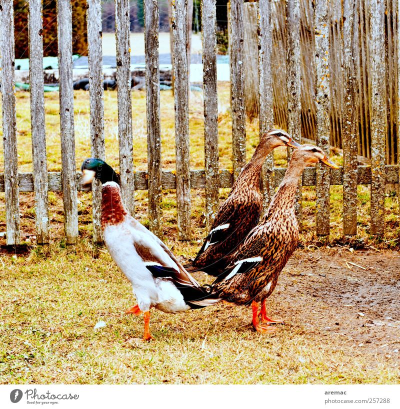 Stupid women Animal Village Garden Farm animal Duck 3 Going Emotions Lovesickness Aggravation Relationship Fence Garden fence Colour photo Subdued colour