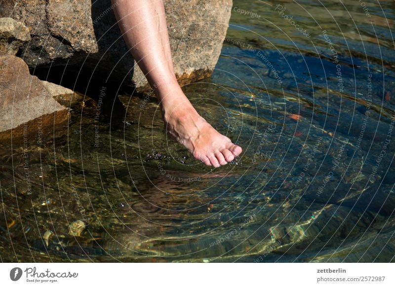 Foot, close to it Feet Swimming & Bathing Bathing place Dive Refreshment Rock Vacation & Travel Emotions Touch Warmth Cold Clarity Lofotes Maritime Ocean Nature