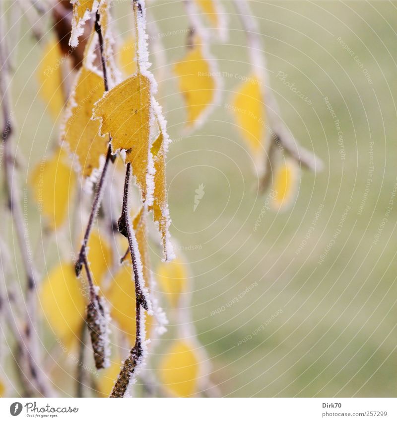 Birch leaves, frosty Nature Plant Autumn Ice Frost Tree Leaf Autumnal colours Autumn leaves Branch Twig Garden Meadow Freeze Faded Cold Natural Gloomy Yellow