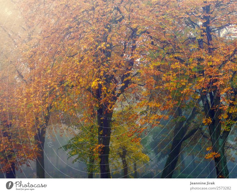 Trees wear autumn Trip Environment Landscape Autumn Fog Chestnut tree Park Forest Cemetery Creepy naturally Warmth Orange Loneliness Nature Sadness Transience
