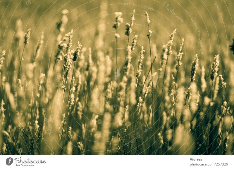 Spiekeroog. Green grasses. Nature Plant Grass Serene Calm Colour photo Exterior shot Deserted Copy Space bottom Blur