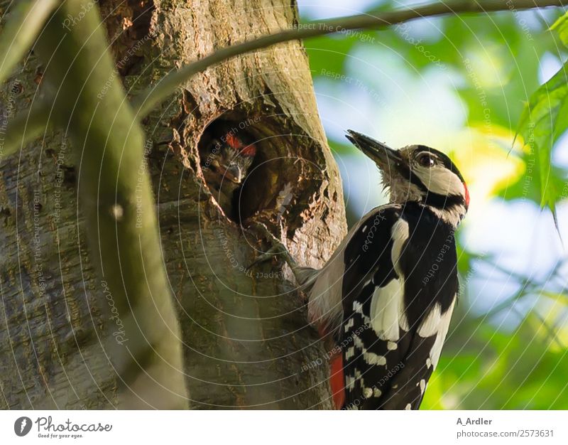 Woodpecker In Tree Nature A Royalty Free Stock Photo From Photocase
