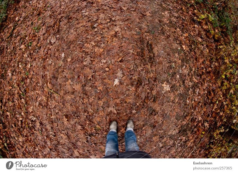 stroll Human being Legs Feet 1 Nature Earth Autumn Weather Bad weather Pants Coat Boots Relaxation Going Brown Red Leaf Fisheye Colour photo Exterior shot