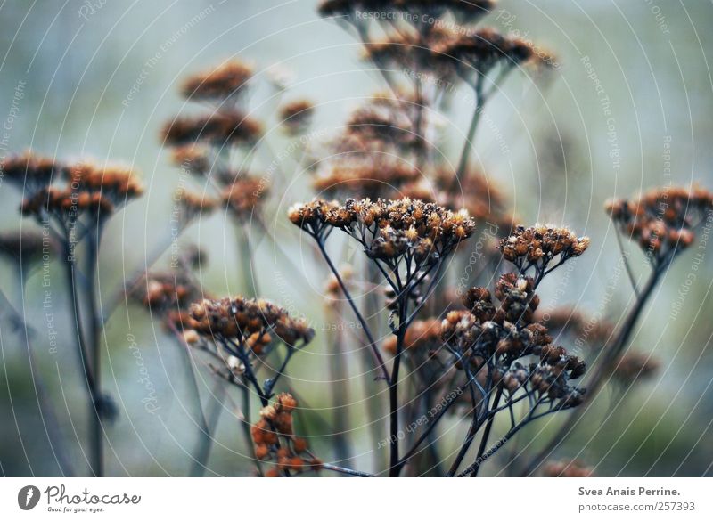 ... Environment Nature Autumn Bad weather Grass Bushes To dry up Cold Longing Colour photo Subdued colour Exterior shot Deserted Shallow depth of field
