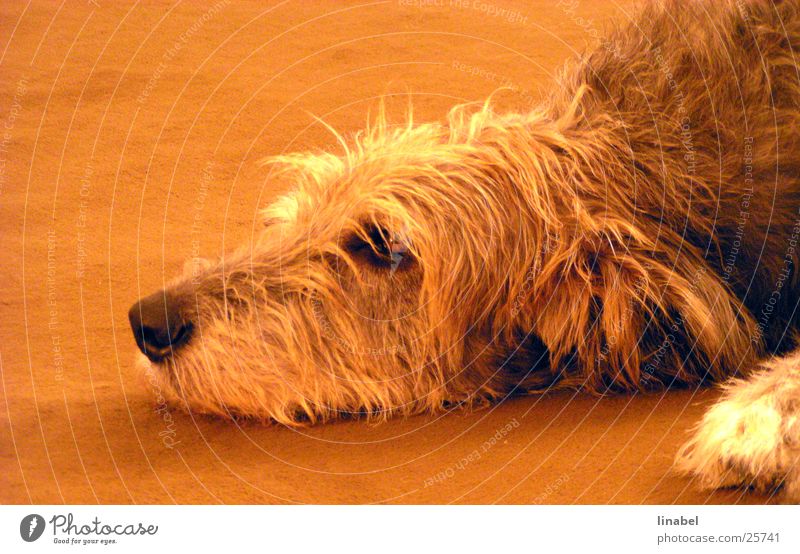 The day is long ... Dog Loyalty Snout Pelt Grief Orange Looking Sadness Irish Wolfhound