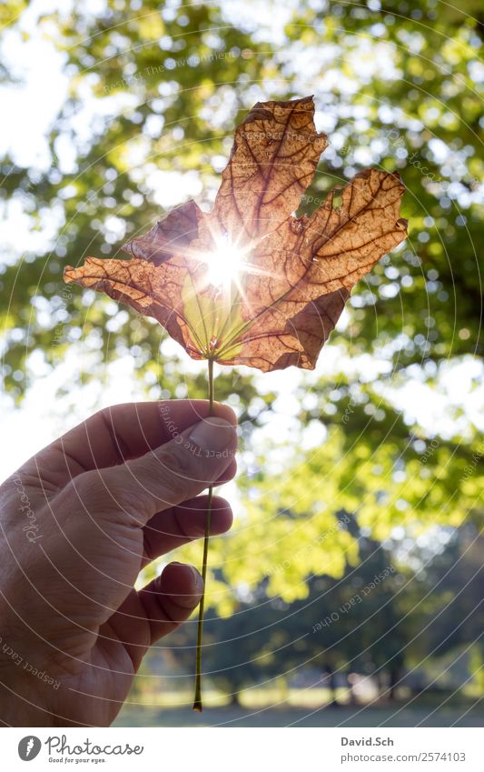 Autumn leaf with sun rays Hand Nature Sunlight Beautiful weather Tree Leaf Natural Warmth Brown Yellow Green Orange To enjoy Autumn leaves Autumnal