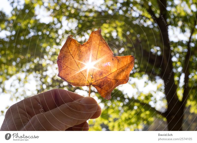 Autumn leaf with sun rays Hand Nature Sunlight Beautiful weather Tree Leaf Natural Warmth Brown Yellow Green Orange To enjoy Autumn leaves Autumnal colours