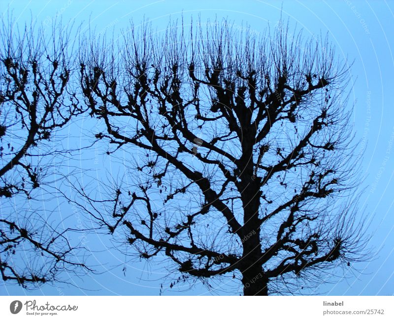 Blue Symphony Autumn Tree Sky Contrast silouette