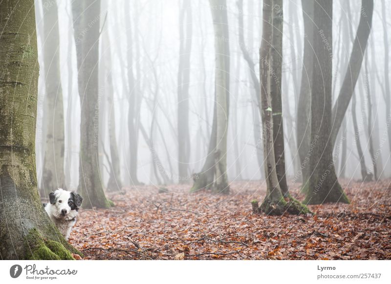 Who's that? Leisure and hobbies Nature Landscape Winter Fog Forest Animal Pet Dog Animal face 1 Observe Looking Stand Esthetic Red Moody Curiosity Interest