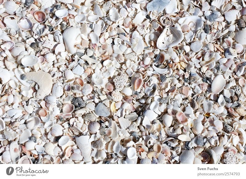 Mussel shells on the beach Design Vacation & Travel Summer Beach Ocean Wallpaper Nature Sand Water Coast Gray White Florida Americas USA Sanibel Island