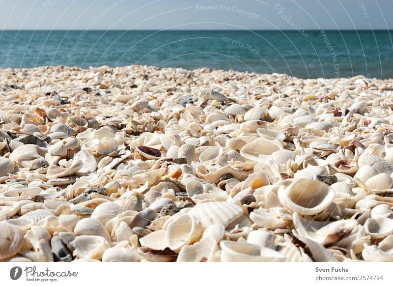 Mussel shells on the beach Vacation & Travel Summer Beach Ocean Nature Sand Water Coast Maritime Wet Blue Turquoise White Emotions Florida Americas USA