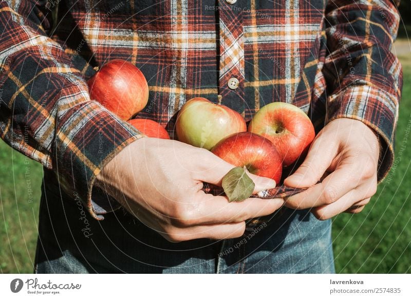 Man holding organic ripe red apples in plaid shirt Tasty Hold Juicy Apple Agriculture Autumn Close-up Cooking Diet Fingers Food Healthy Eating Fresh Fruit