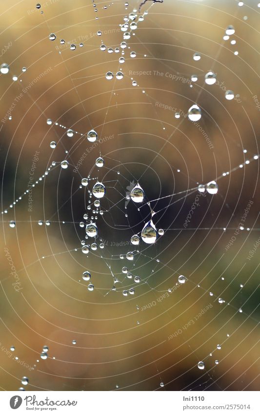 Drops in the spider's web Nature Air Water Drops of water Autumn Garden Park Meadow Field Blue Brown Yellow Gray Green Black White Spider's web Dew Reflection