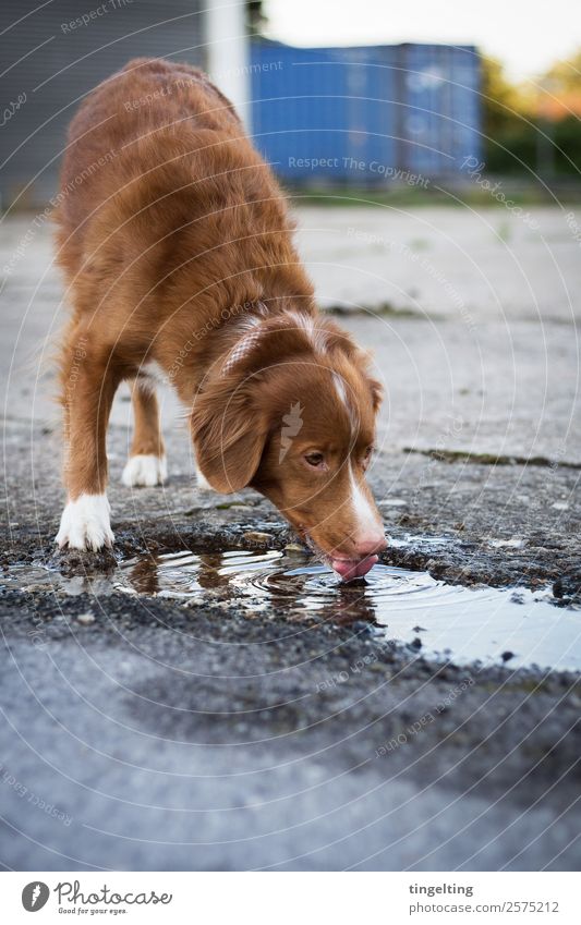 Life makes you thirsty Animal Pet Dog Stone Concrete Drinking Effort Nova Scotia Duck Tolling Retriever Puddle Town Subdued colour Exterior shot