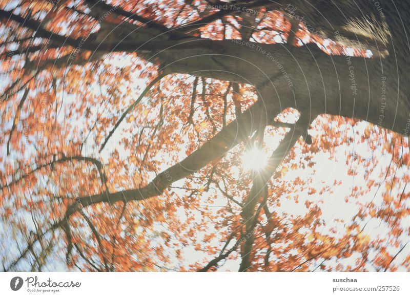 good slide ... Nature Sky Sun Climate Beautiful weather Hope Environmental protection Tree Tree trunk branches shine through blossoms Dynamic rotation