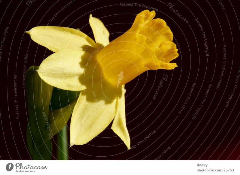 yellow seduction Yellow Blossom Narcissus Spring Blossoming
