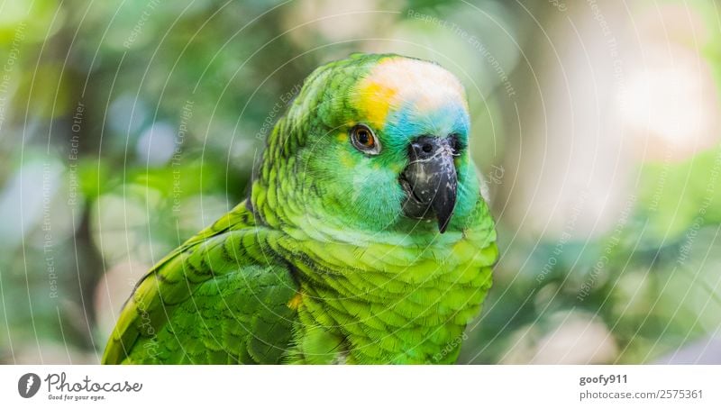 Amazon Parrot Elegant Vacation & Travel Tourism Trip Adventure Far-off places Safari Expedition Animal Wild animal Bird Animal face Wing Pelt Zoo Parrots