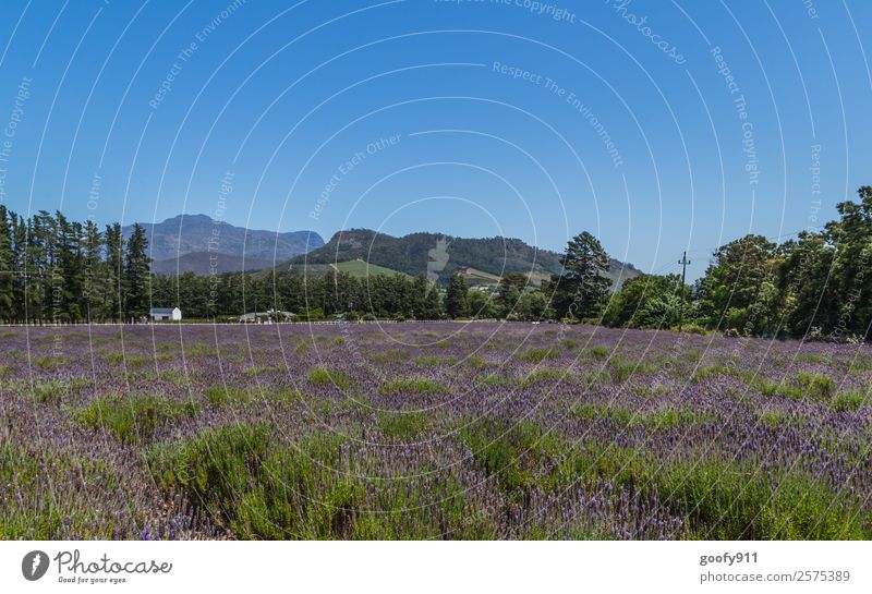 Lavender field in Franschhoek South Africa Vacation & Travel Tourism Trip Adventure Far-off places Freedom Mountain Environment Nature Landscape Blossoming