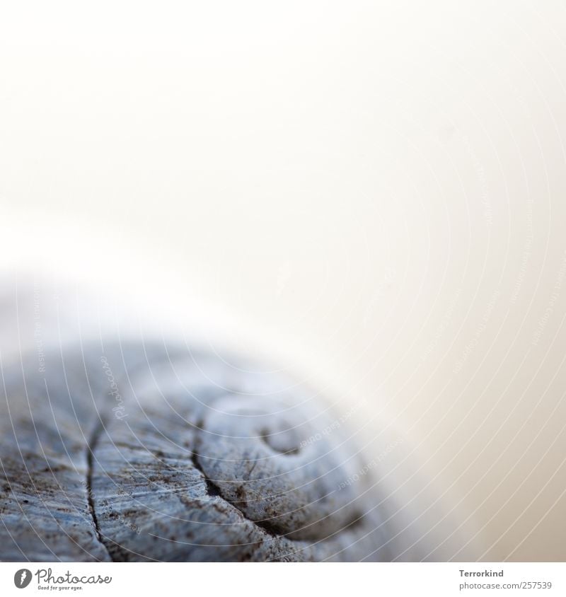 Always on the way. Snail shell Crumpet House (Residential Structure) Housing Flat (apartment) Blur Shallow depth of field Point Spiral Rotate Circle Gyroscope