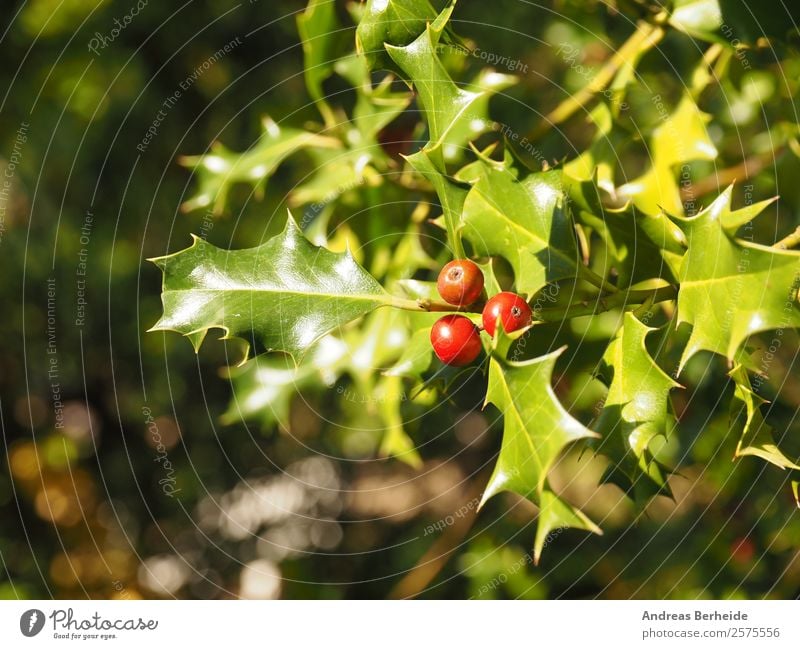 Holly Ilex aquifolium Summer Winter Christmas & Advent Nature Plant Bushes Tradition holly berry Background picture red berries leaf green bush natural season