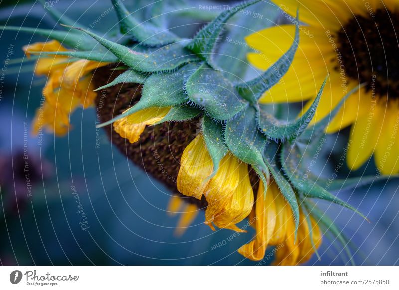sunflower Plant Flower Blossom Sunflower Natural Yellow Green Calm Life Nature Environment Environmental protection Growth Colour photo Exterior shot Close-up