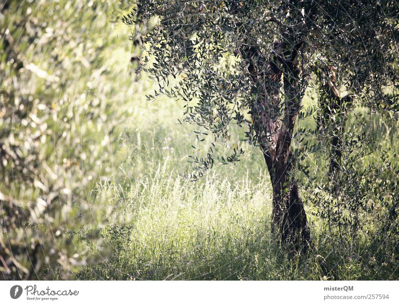 From the Gardens of Heaven. Environment Nature Landscape Plant Olive Olive tree Olive grove Olive leaf Olive harvest Tree Mediterranean Green Calm Remote Italy