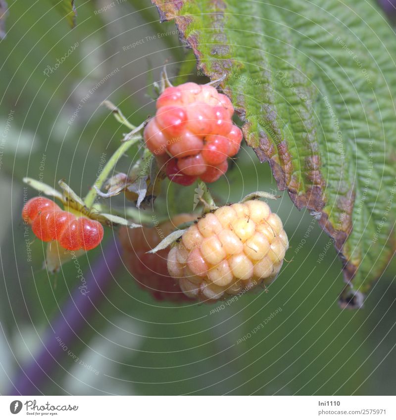 raspberries Nature Plant Autumn Beautiful weather Bushes Leaf Raspberry Garden Blue Brown Gray Green Violet Pink Red Black White Berries Berry bushes Immature