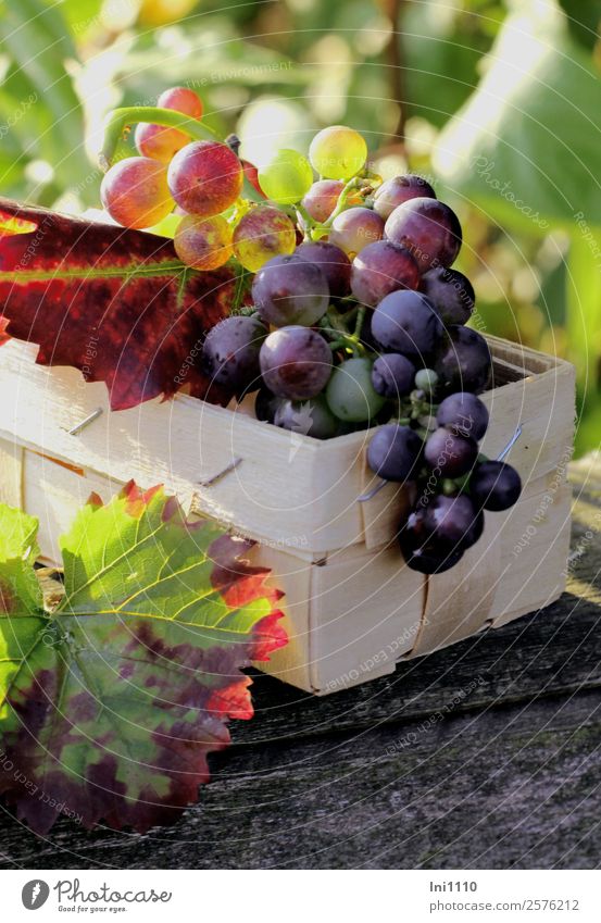 grapes Food Bunch of grapes Nature Plant Sunlight Autumn Beautiful weather Leaf Agricultural crop Garden Blue Multicoloured Yellow Green Violet Red Black White