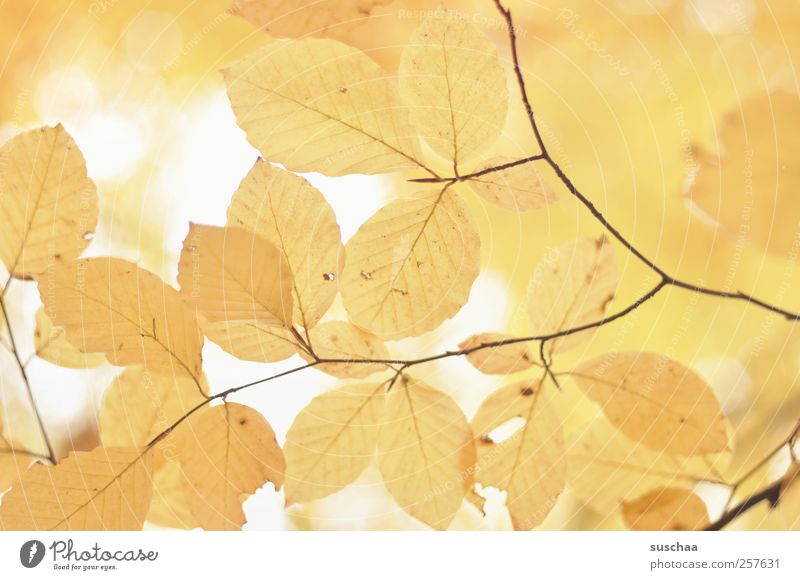 autumn leaves III Environment Nature Autumn Climate Beautiful Yellow Leaf branches Rachis soft Bright Colour photo Subdued colour Exterior shot Pattern Deserted