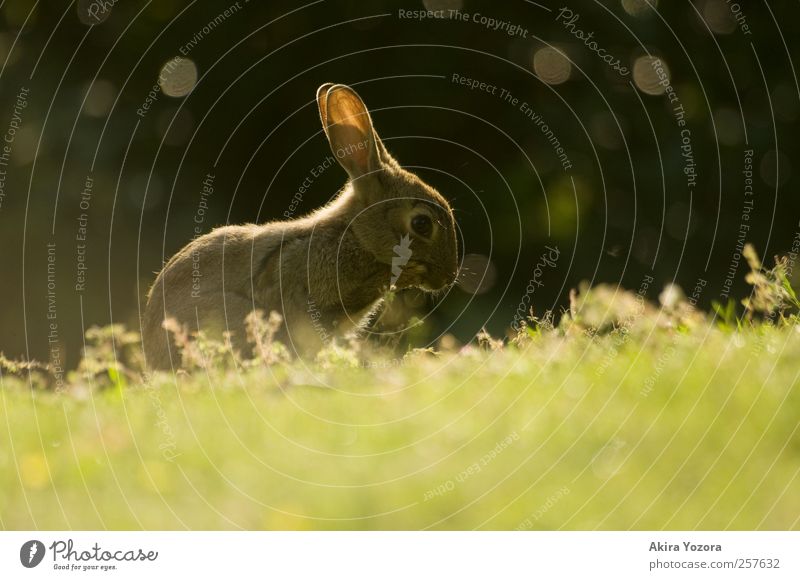 [100] Yikes!? Nature Spring Summer Beautiful weather Grass Bushes Park Meadow Animal Wild animal Hare & Rabbit & Bunny Glittering Crouch Illuminate Sit
